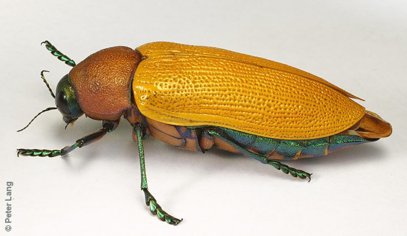Julodimorpha bakewelli, PL4310A, female, EP, 56.0 × 22.9 mm